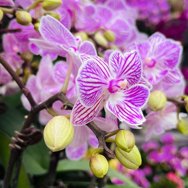 Biểu tượng